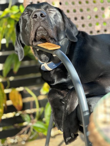 Harry the Lab