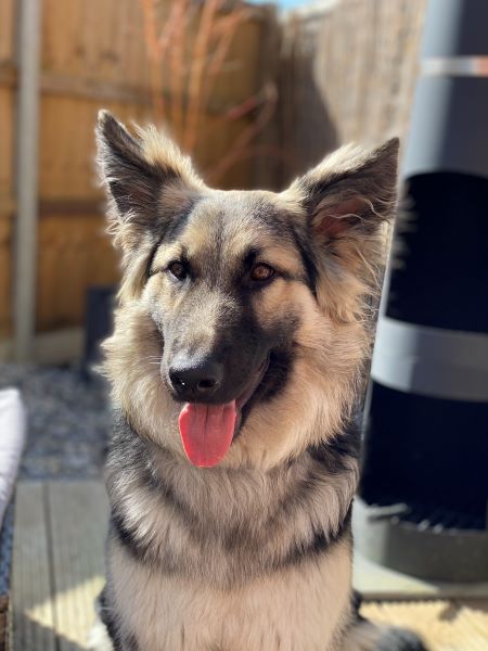 Lola the German Shepherd